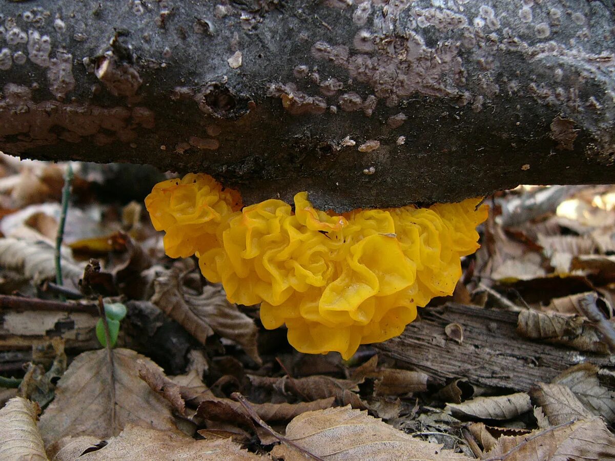 Дрожалка оранжевая (Tremella mesenterica). Дрожалка золотистая. Дрожалка оранжевая съедобный гриб. Дрожалка листоватая Tremella foliacea.