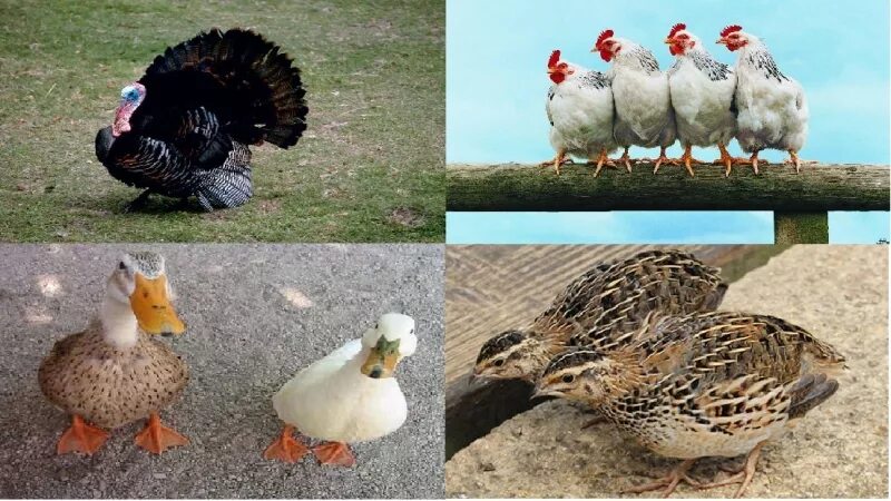 гуси куры утки. куры утки гуси индюки. куры гуси. домашние птицы куры утки индюки. куры индюшки перепелки гуси.
