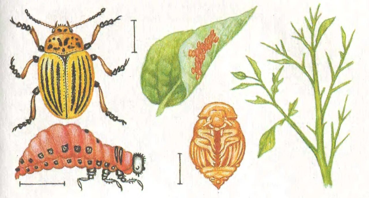 Какое развитие у жуков. Цикл развития колорадского жука. Стадии развития колорадского жука. Колорадский Жук схема развития. Жизненный цикл колорадского жука.