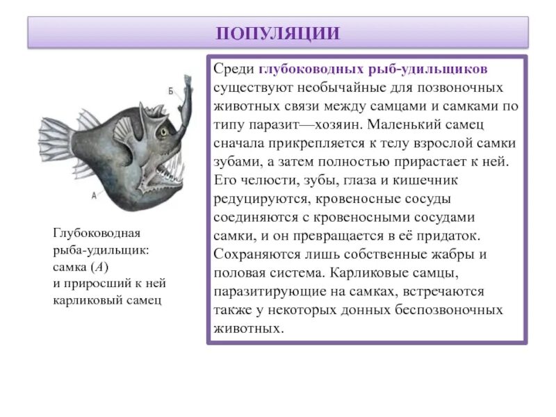 Сравните условия обитания рыб удильщика и акулы. Глубоководный удильщик самец и самка. рыба удильщик мужская особь. рыба удильщик самец и самка. рыба удильщик самка.