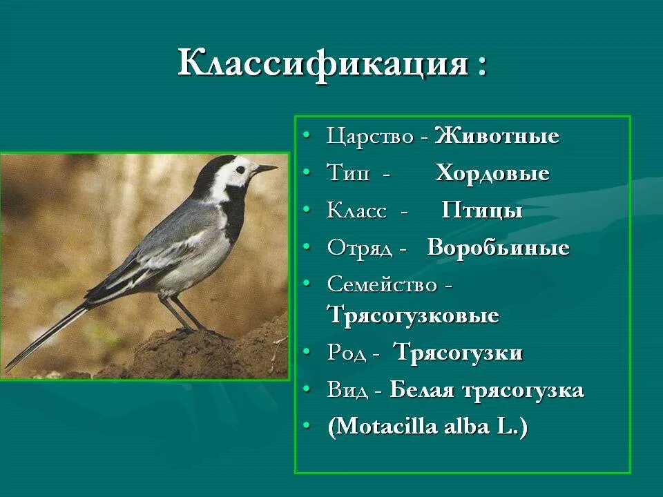 Классификация животных царство тип. Классификация животных. систематика животных птицы. классификация птиц. царство тип класс отряд вид животных.