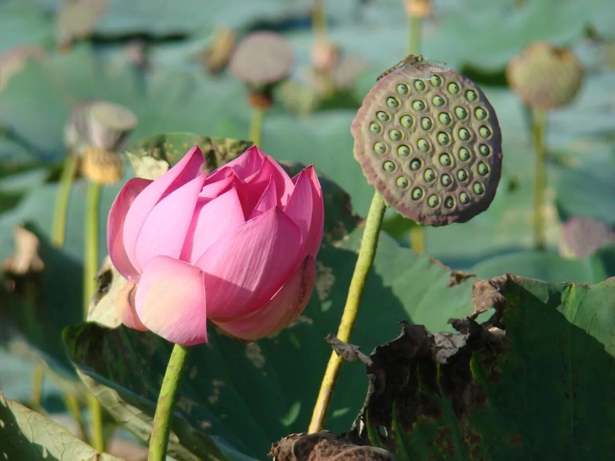 Растения переселенцы презентация. Растение из дальних стран 2 класс. Триллиум камчатский красный. Растение из дальних стран 2 класс. Растение из дальних стран 2 класс.