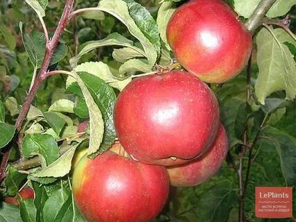 Яблоня белорусская сладкая отзывы садоводов