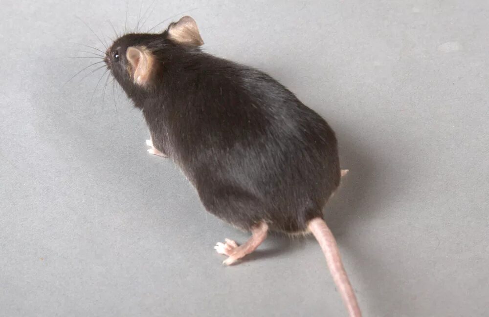 мышка спиною. мышка спиною. лесная мышка полевка. мышь со спины. крыса прыгает.