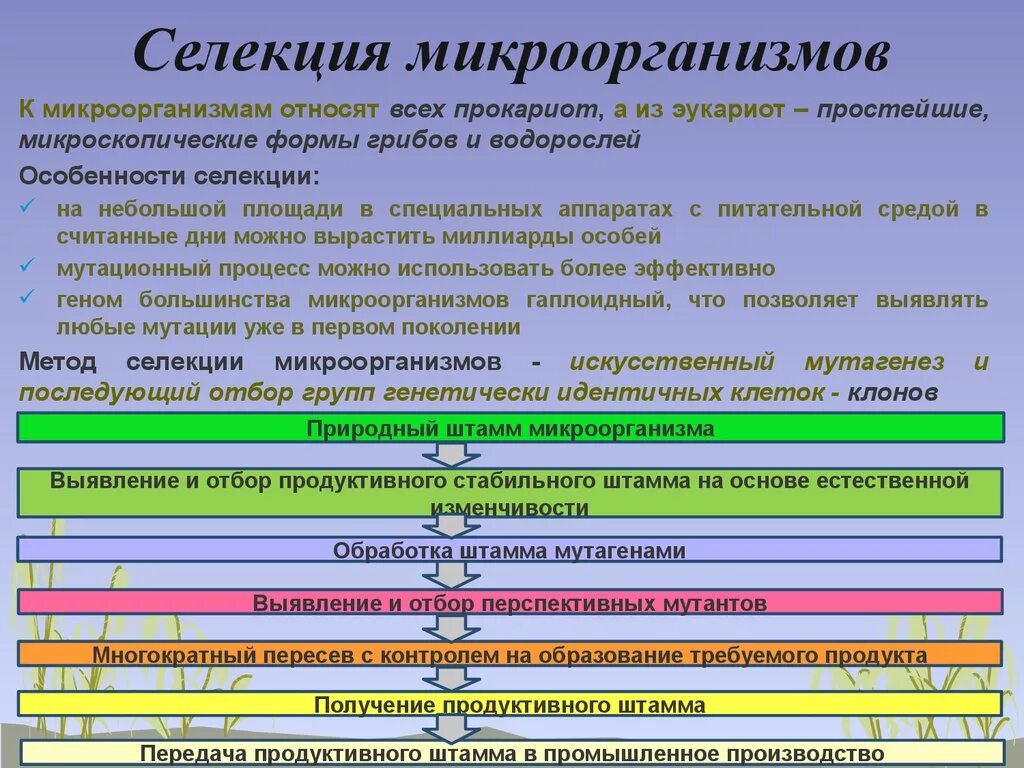 Последовательность этапов создания нового штамма бактерий