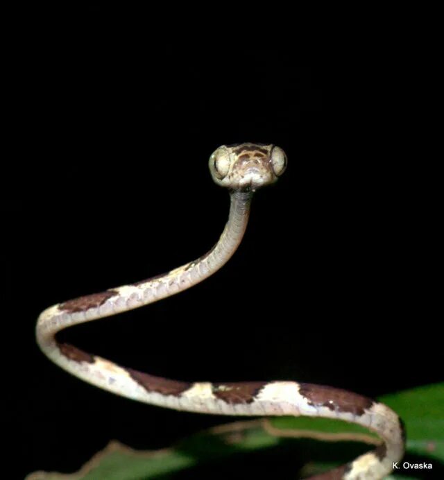 Text snake