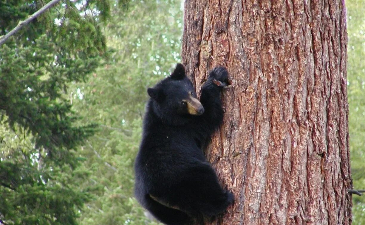 Tree bears are