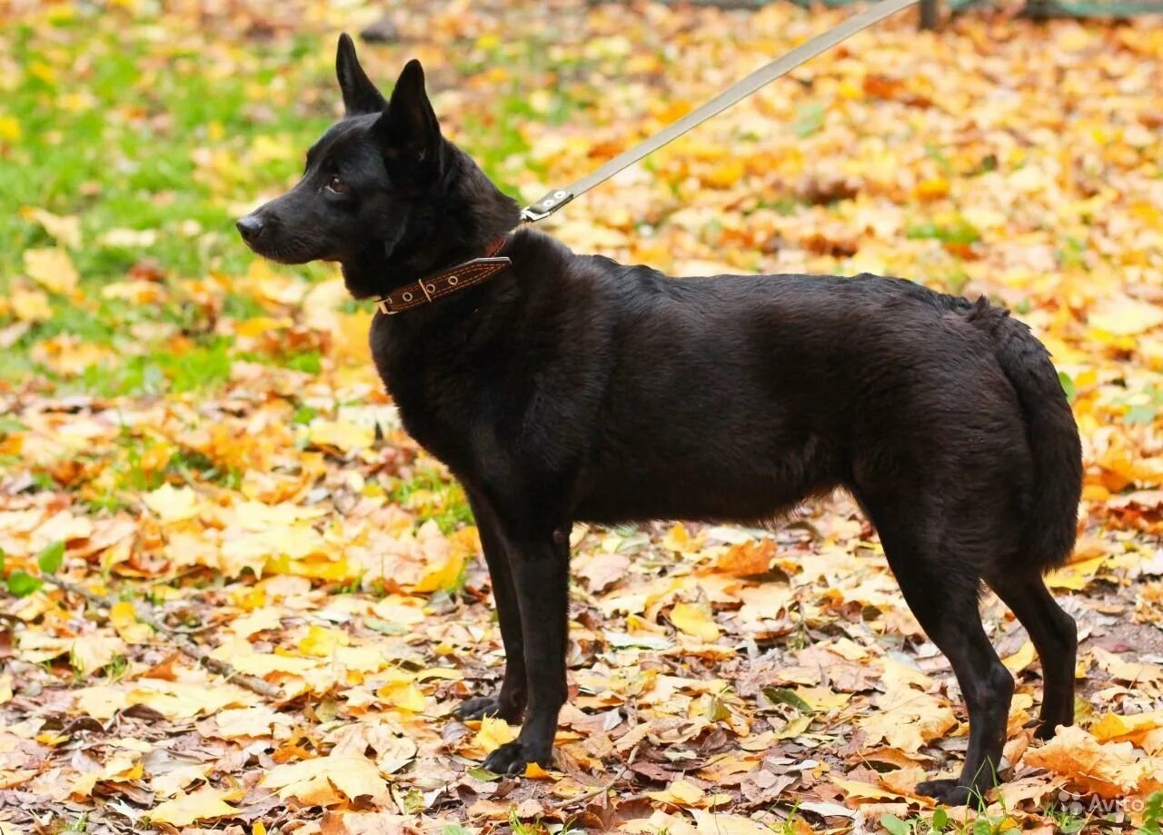 Чёрный терьер и лабрадор. Шипперке черная. Метис собака черная. Небольшая черная собака порода.