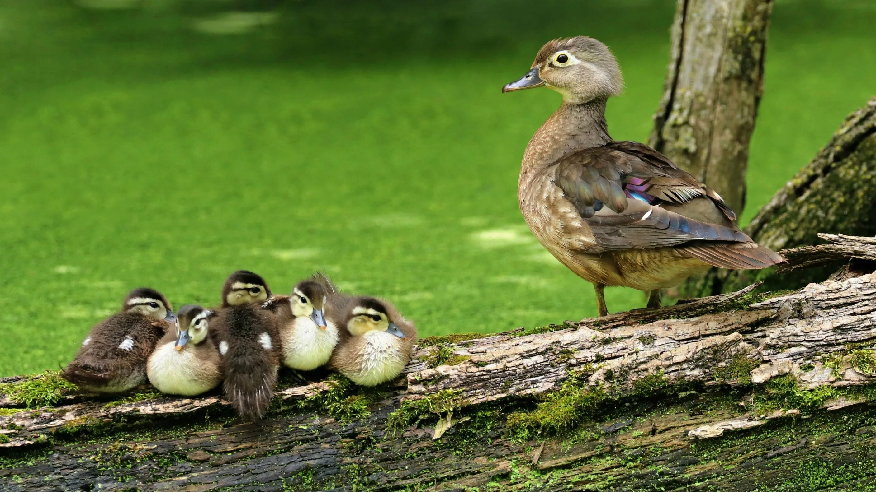 Птенцы выводковые и птенцовые. Птенцы выводковых и птенцовых птиц. Детеныш лебедя. Лебедь шипун с птенцами. Выводковые и гнездовые птицы.