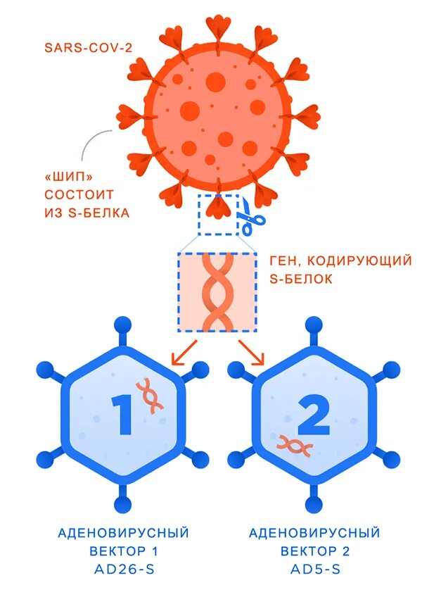 Схема действия векторной вакцины. Вектор разработка вакцины от коронавируса. Схема действия РНК вакцины. Вакцины для SARS-cov-2 аденовирусные м-РНК.