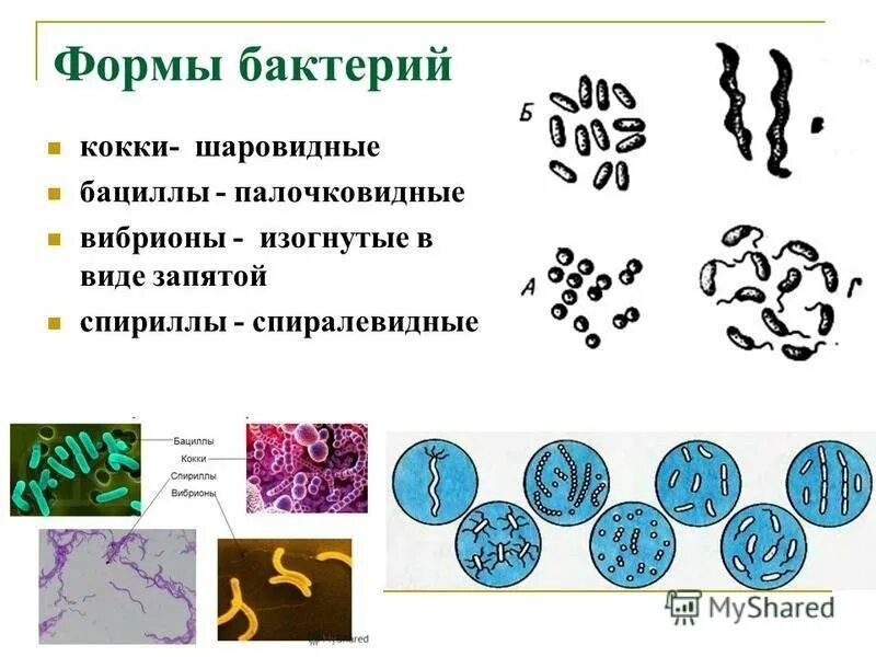 Бактерии примеры названия. Форма бактерий кокки палочки извитые. Кокки спириллы вибрионы палочки. Форма бактерий: кокки, бациллы, спириллы, вибрионы, стафилококки.. Формы бактерий кокки бациллы.