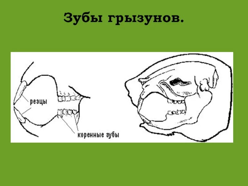 Какую особенность имеют резцы у грызунов. Строение челюсти зайцеобразных. Зубная система грызунов. Строение зубов грызунов.