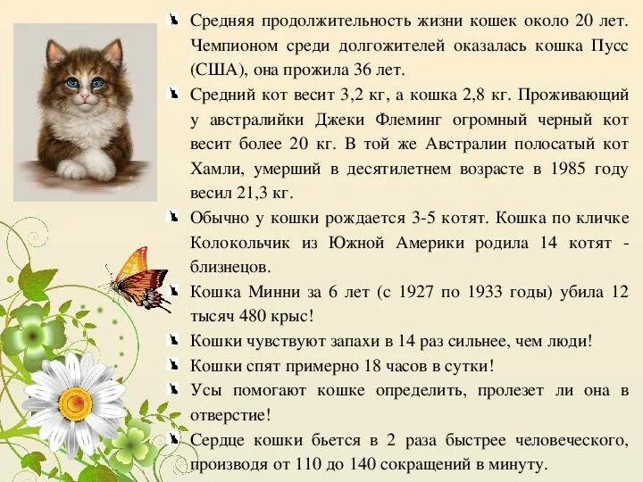Сколько лет живут домашние кошки. Средняя Продолжительность жизни кота. Продолжительность жизни домашних кошек. Средний срок жизни кошек. Средняя Продолжительность жизни Кош.