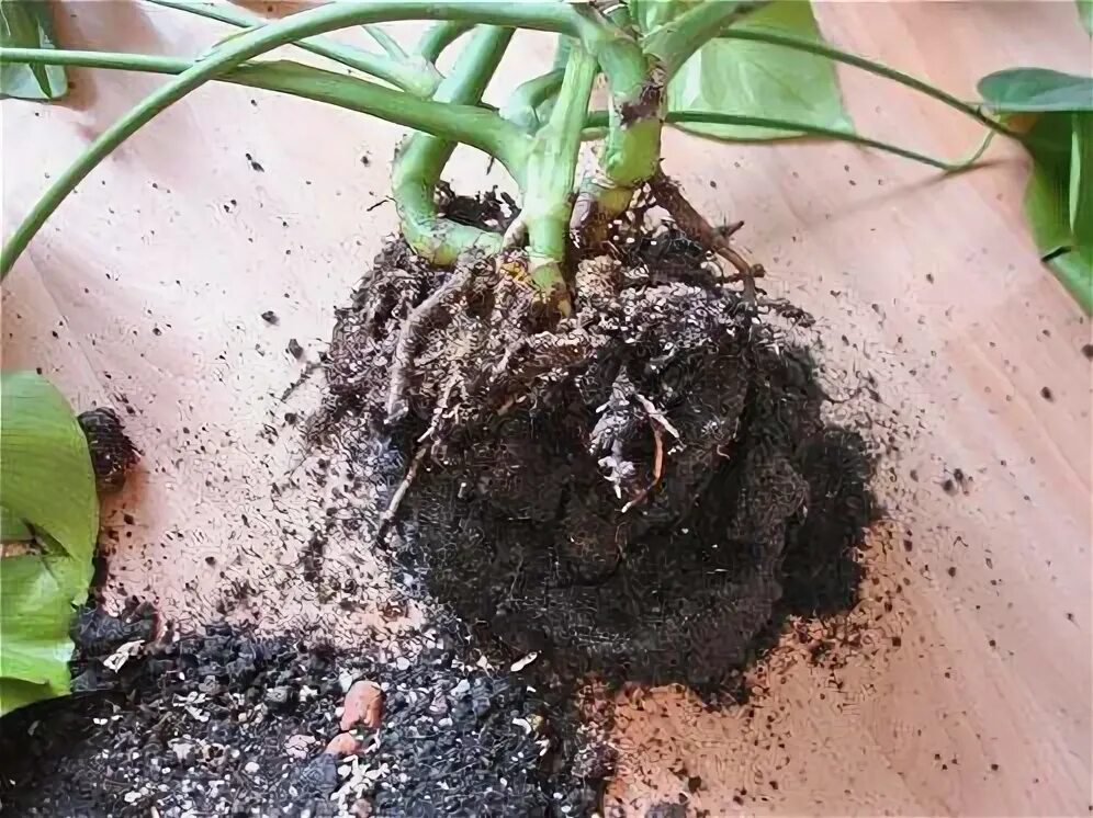 Монстера ампельная размножение. Монстера стандлейана. Посадка черенка монстеры альбы. Воздушные корни монстеры. Монстера растение пересадка.