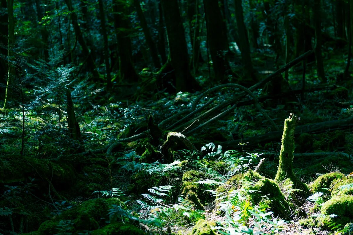 лес аокигахара