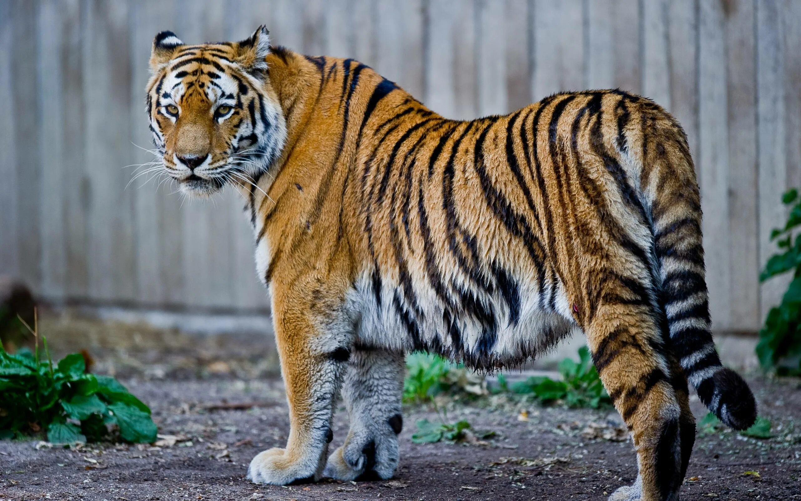 Туранский тигр. Закавказский тигр. Амурский тигр. Сибирский тигр (Panthera Tigris altaica). Тигровый картинка