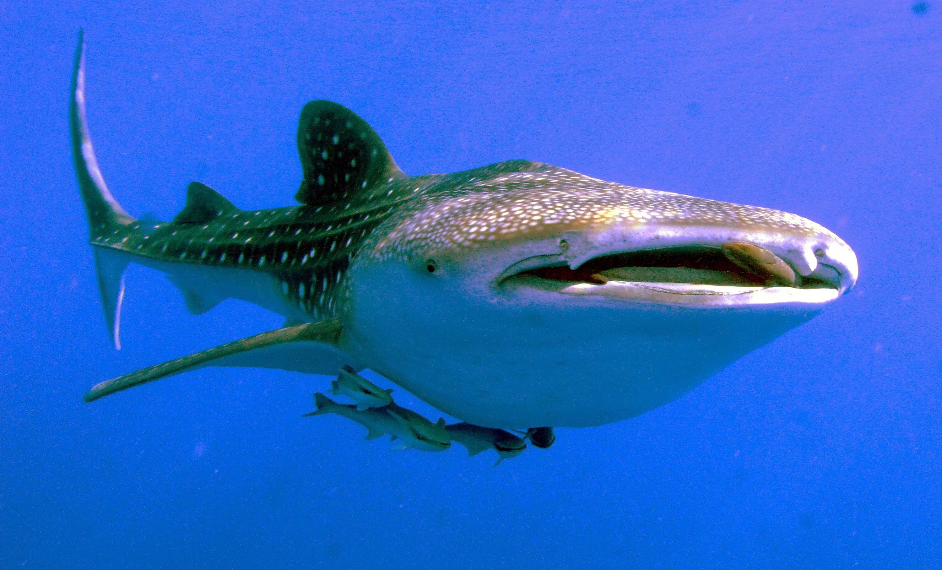 Большая рыба на земле. Китовая акула Rhincodon typus. Москвариум китовая акула. Китовые акулы Катар. Скелет китовой акулы.