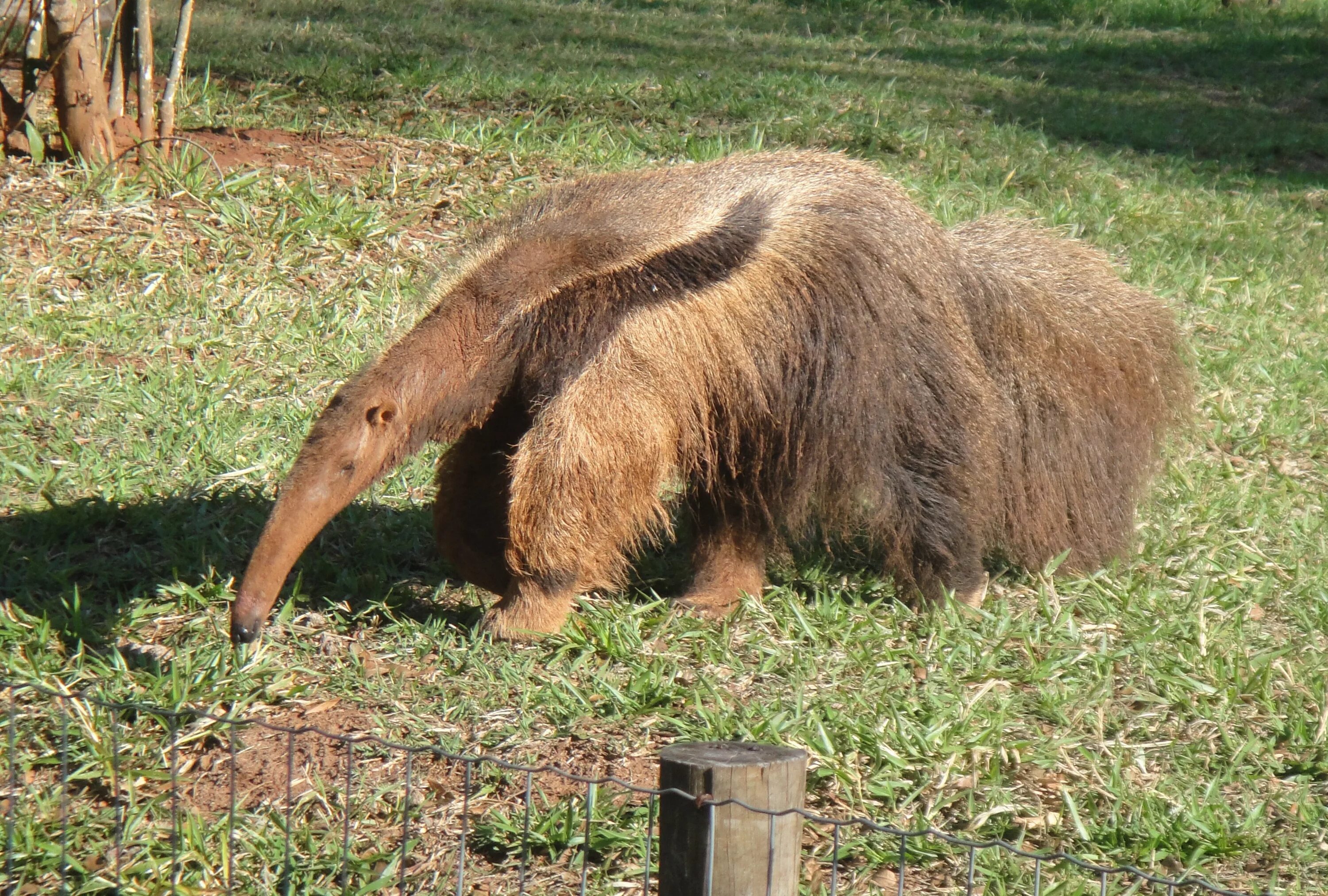 Где живет муравьед на каком. Гигантский муравьед Южной Америки. Anteater муравьед. Животные Южной Америки муравьед. Муравьед в Бразилии.