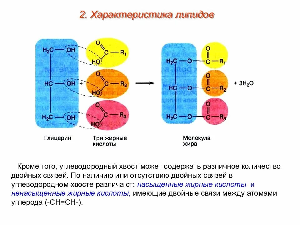 Углеводы липиды строение. Схема образования молекулы жира. Строение молекулы жира биология. Свойства липидов. Образование молекулы жира.