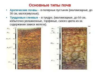 Арктическая пустыня тип почвы