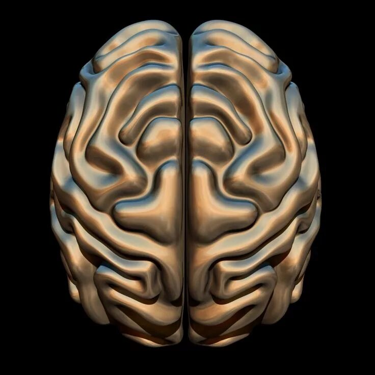 Brain model