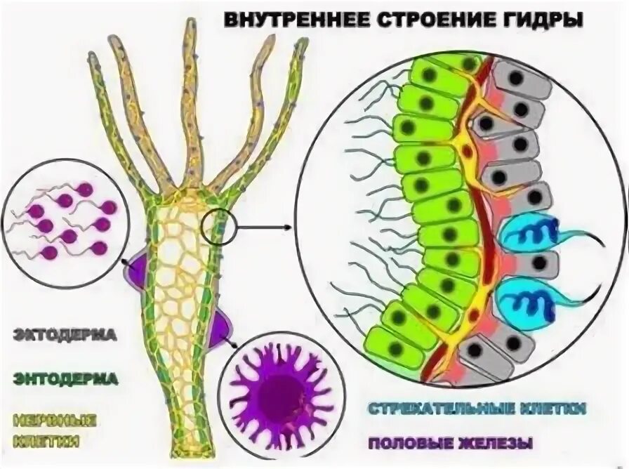 Внутреннее строение гидры клетки