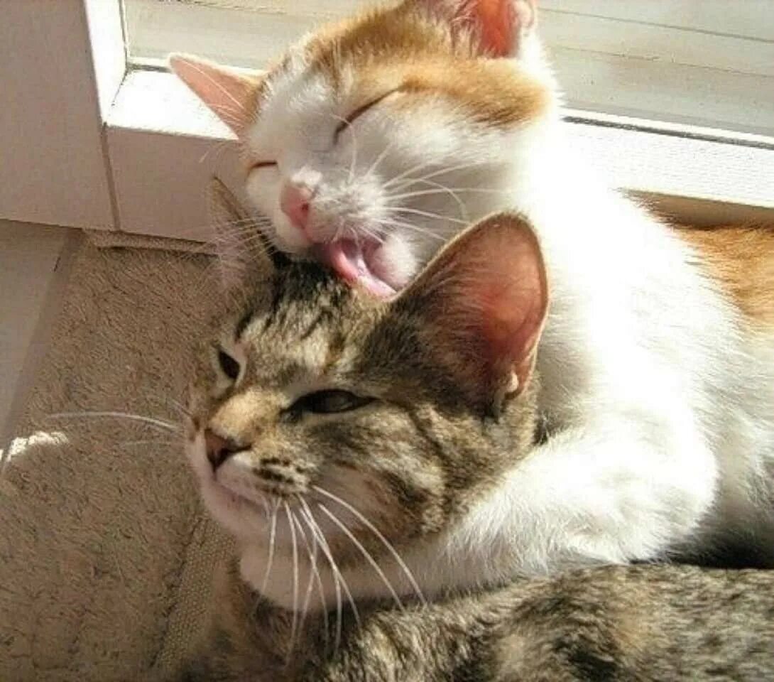 Кошачьи обнимашки. Кошка вылизывается. Любвеобильный кот. Котик обнимает. Любвеобильный кот.
