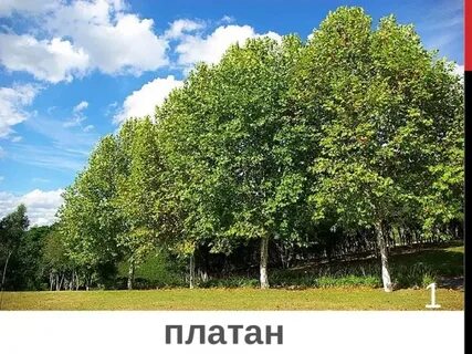 Секс Малинка қызы