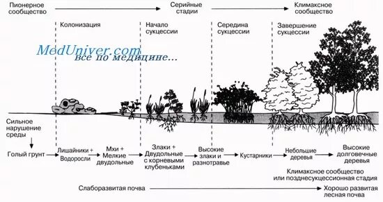 Смена экосистем степи. Процессов, протекающих при зарастании скал. Распределите этапы сукцессии в верном порядке. Верно распределите этапы сукцессии.