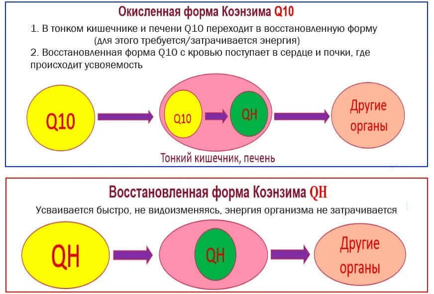 Дыхательный фермент коэнзим q10. Убихинон коэнзим q10. Коэнзим q10 биохимия. Коэнзим клетка.