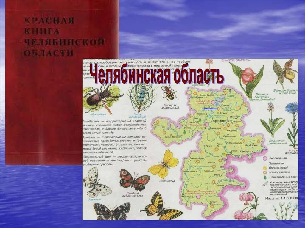 Красная книга челябинской области животные. Красная книга Челябинской области проект 4 класс. Растения красной книги Челябинска. Красная книга Челябинской области проект 2 класс. Красная книга Челябинской области на плакате.