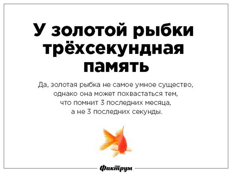 память у рыб 3 секунды. память рыбки. какая память у рыбки. рыбка без памяти. память у рыбки 3 секунды.
