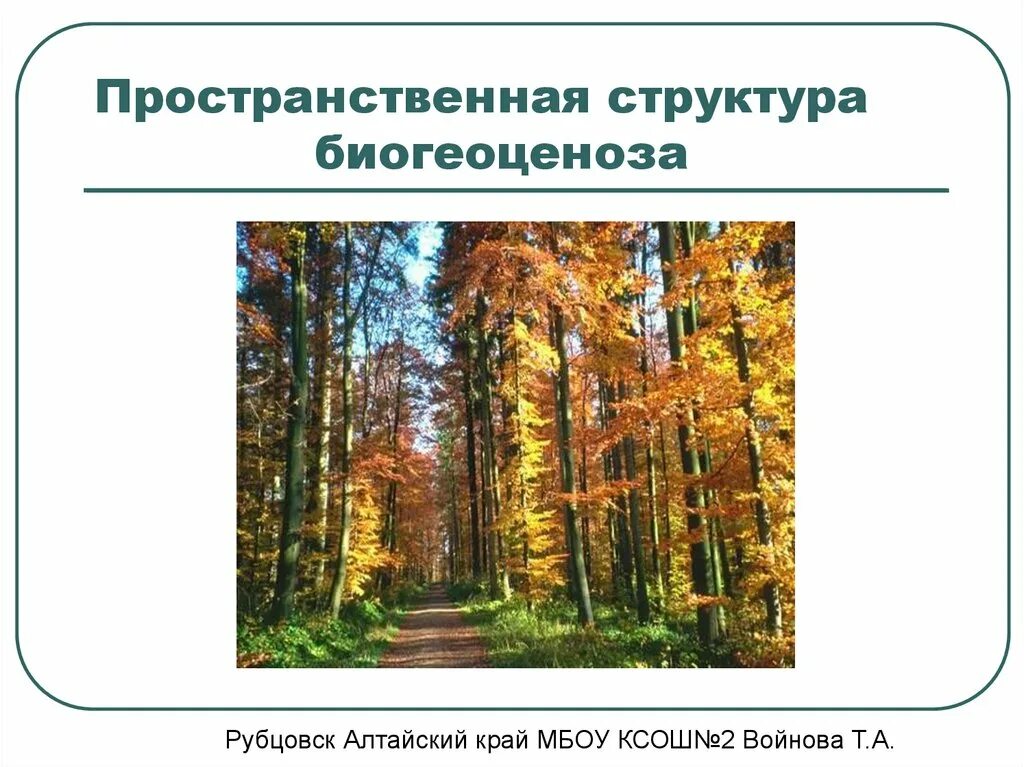 Пространственная структура биология 9 класс. Пространственная структура экосистемы. пространственная структура биогеоценоза. пространственная структура лес. видовая и пространственная структура экосистем.