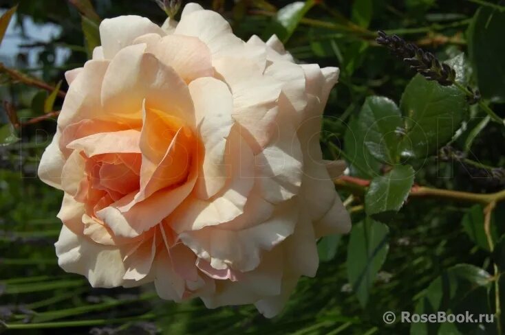MARJOLAINE - RoseCatalog.ru
