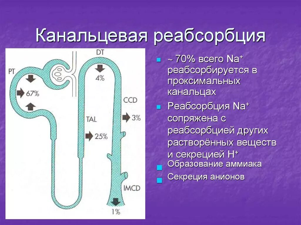 Какой процесс происходит в канальцах нефрона. Реабсорбция в почках веществ механизм. Механизмы реабсорбции натрия. Канальцевая реабсорбция и секреция физиология. Процессы канальцевой реабсорбции..