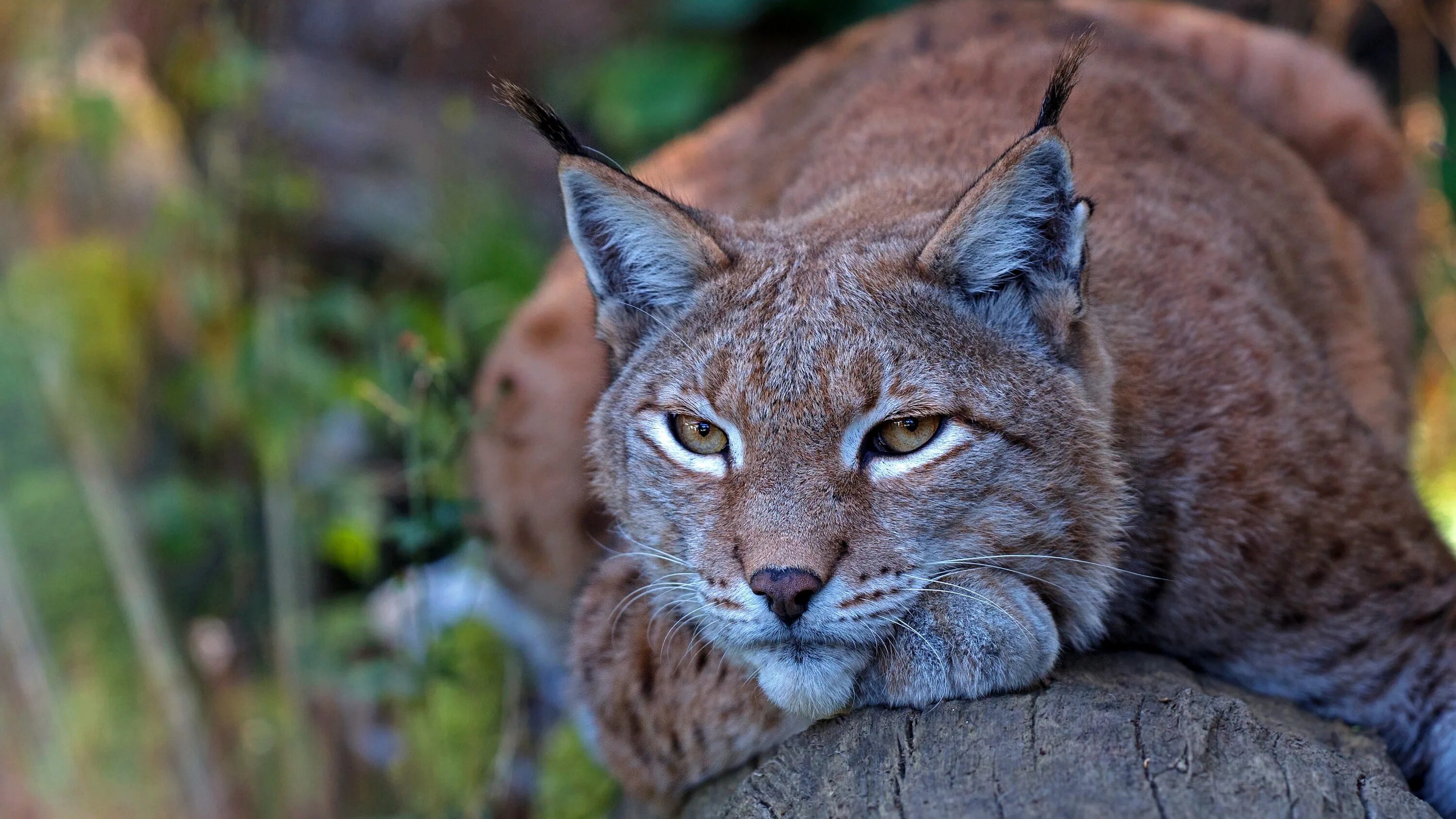 поставь рысь. поставь рысь. обыкновенная рысь. поставь рысь. поставь рысь.
