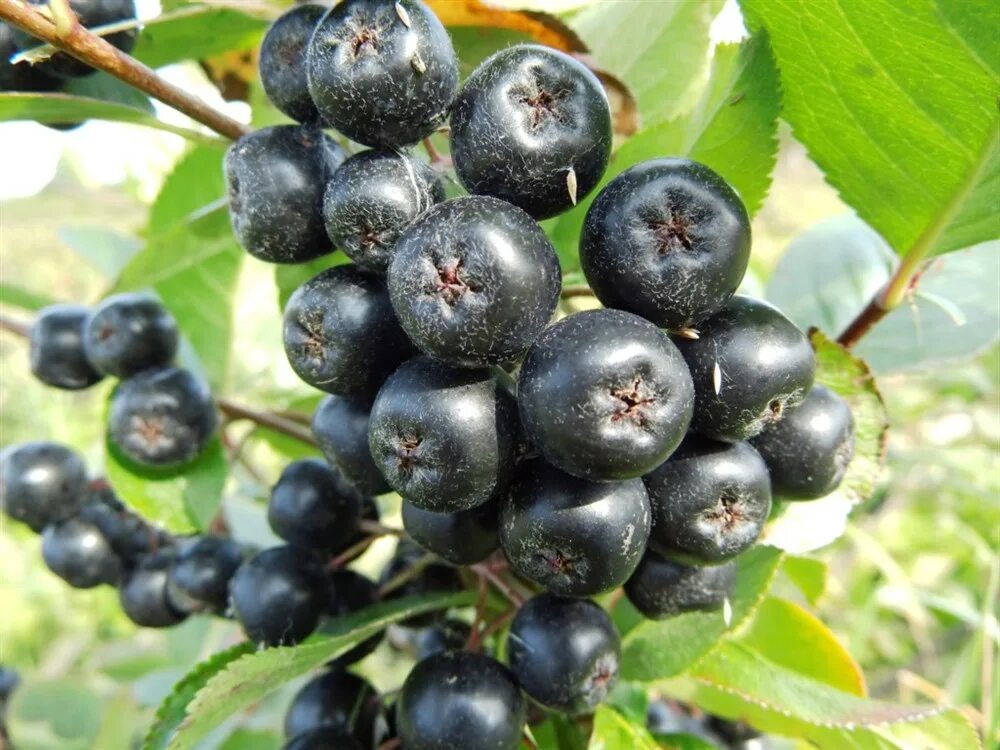 Арония сливолистная Aronia. Арония Черноокая. Арония черноплодная «Неро». Арония сливолистная Неро. Черноплодная рябина коренной абориген америки была