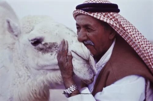 Дедушка араб. Член дедушки арабы. Арабские дедушка эротическая. Дедушка челени фото Шайх араб голи челени. Арабский дед голый фото.