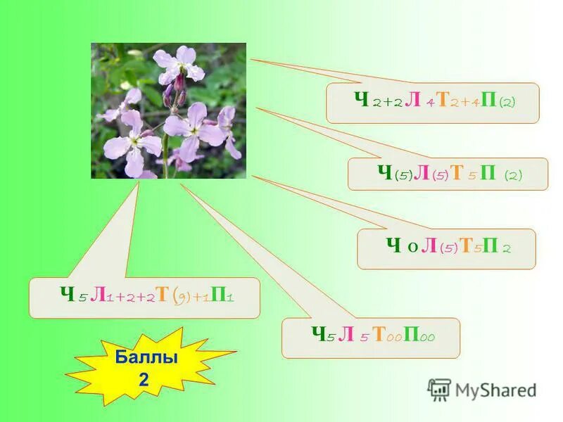 Формулу цветка ч4л4т4 2п1 имеют. Формула цветка ч5 л5 т8 п8. Ч0л5т5п1 формула цветка семейство. Формула цветка ч5л5т бесконечность п1.