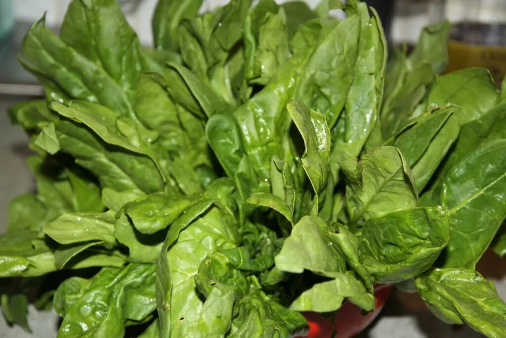 шпинат огородный (spinacia oleracea). десатураза шпината. шпинат утеуша. тетрагон шпинат. шпинат f1 клиппер.