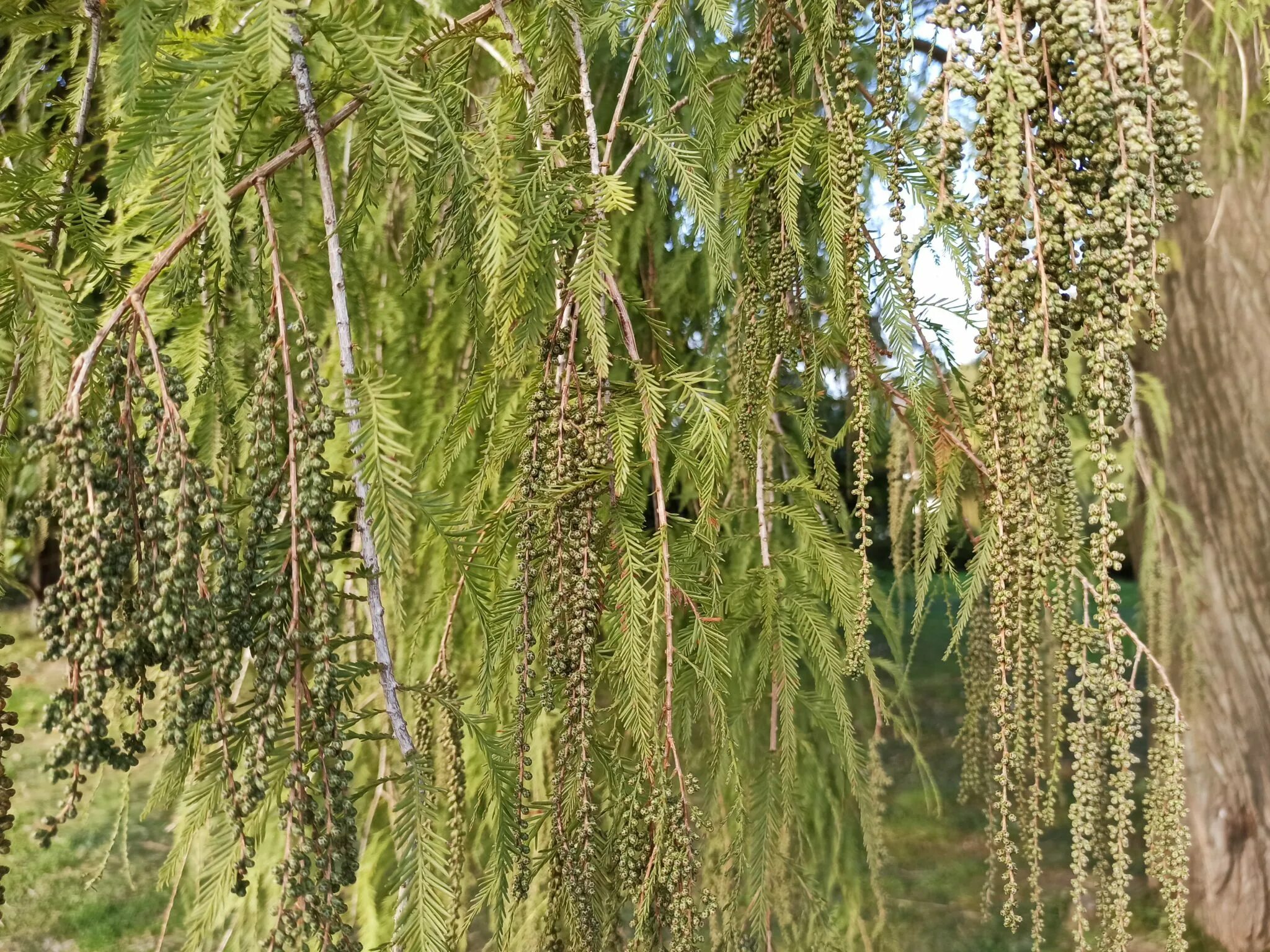 формация таксодиум. таксодиум вечнозелёный. таксодиум вечнозелёный. таксодиум двурядный. Taxodium distichum.
