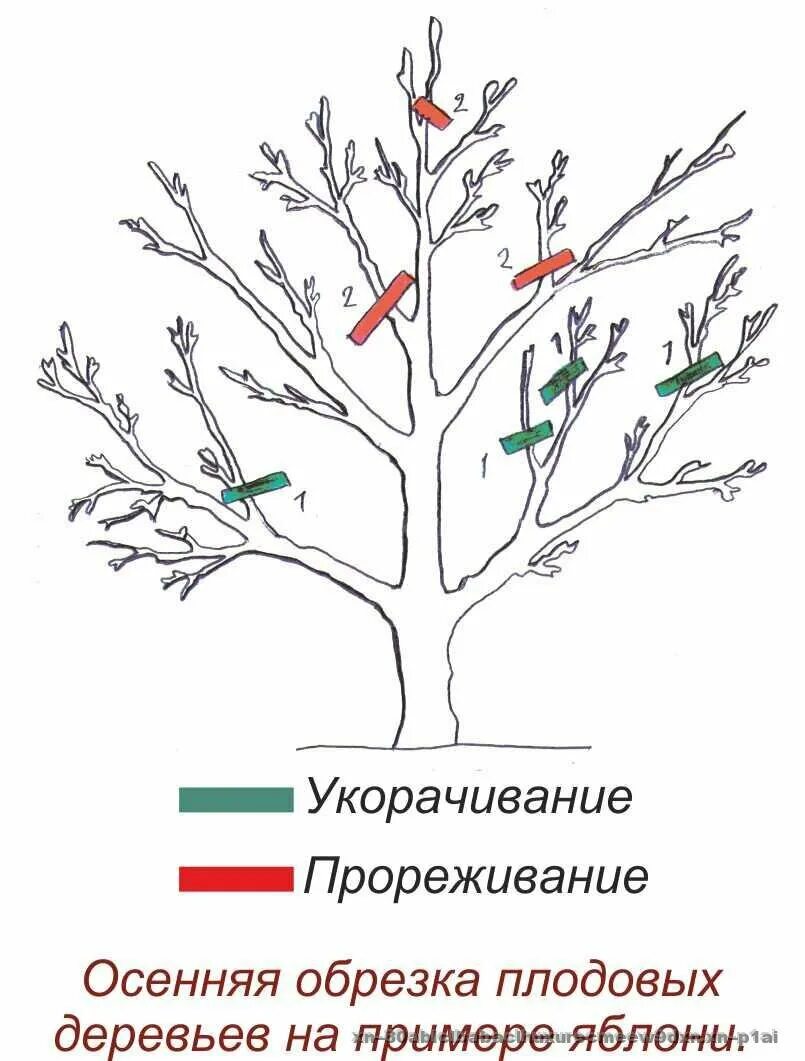 Когда весной можно обрезать плодовые. Схема обрезки плодовых деревьев осенью. Обрезка плодовых деревьев осенью схема. Схема обрезки плодовых деревьев весной. Схема обрезки яблони.