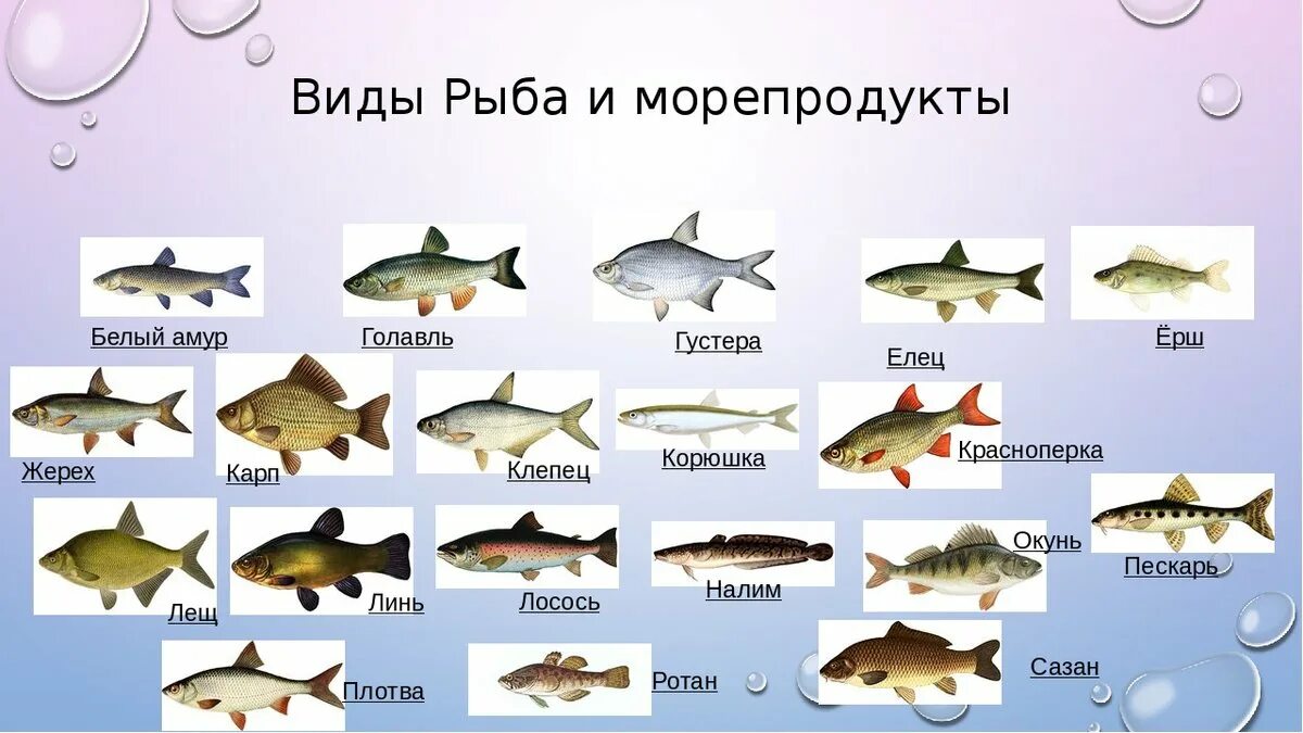 Рыбы 10 класс. Название рыб. Речные рыбы названия. Пресноводные рыбы названия. Разновидности рыб речных.