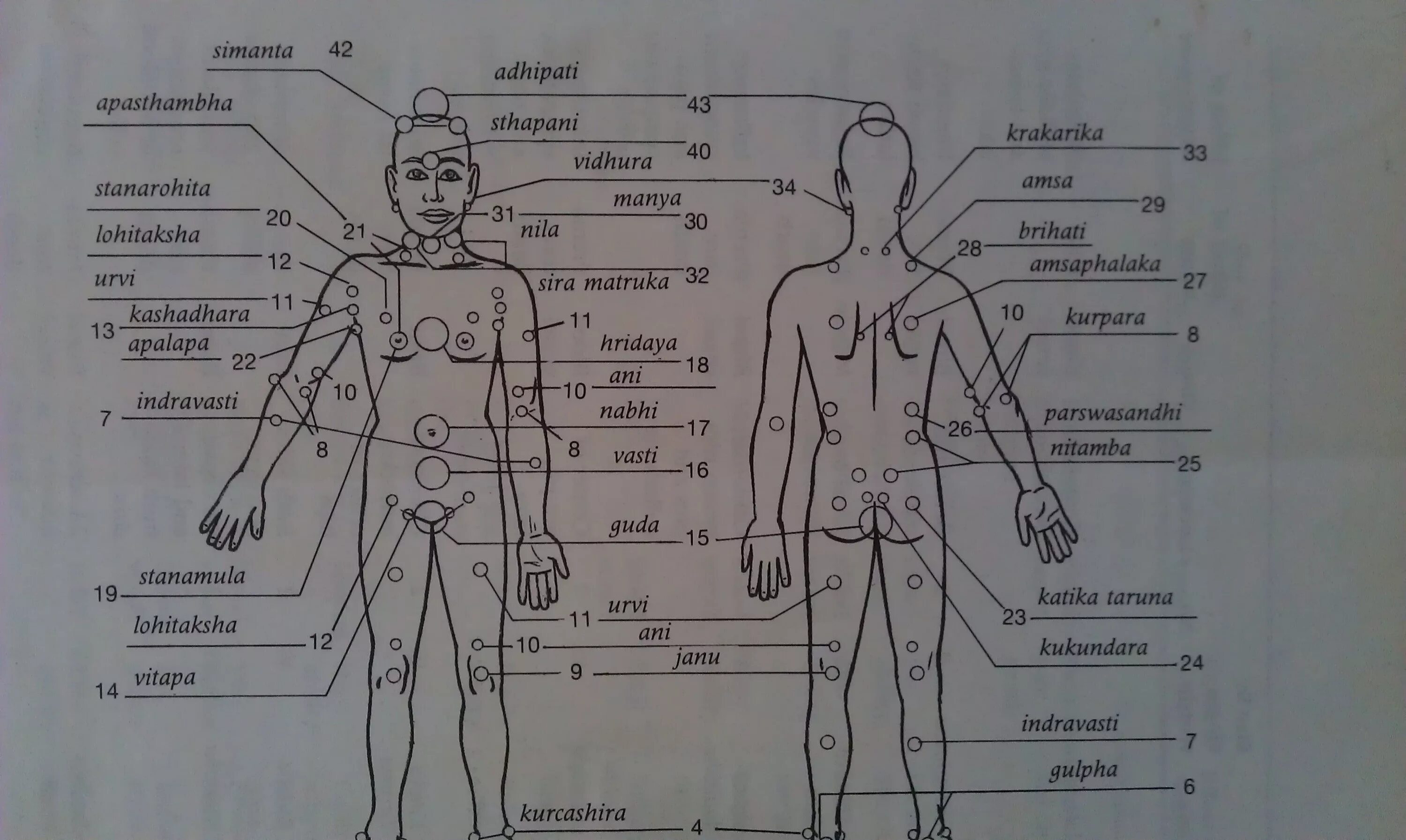 Названия точек человека. 108 Точек мармы Аюрведа. Точечный массаж марма. Марма точки на теле человека.