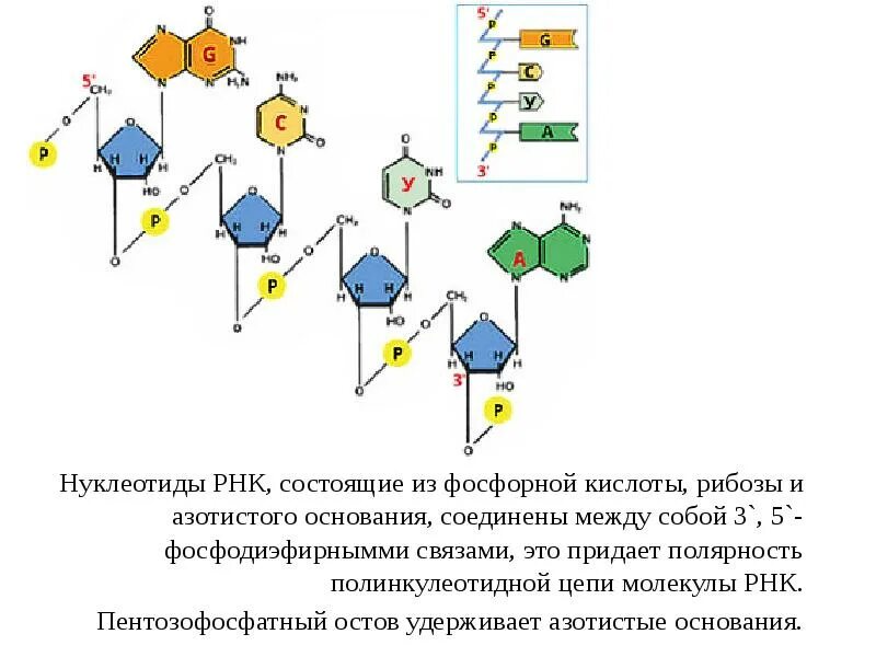 Соответствие азотистых оснований рнк. Пентозофосфатный остов днк. нуклеотиды рнк соединены между собой. сахарофосфатный остов днк. нуклеотид рнк состоит из.