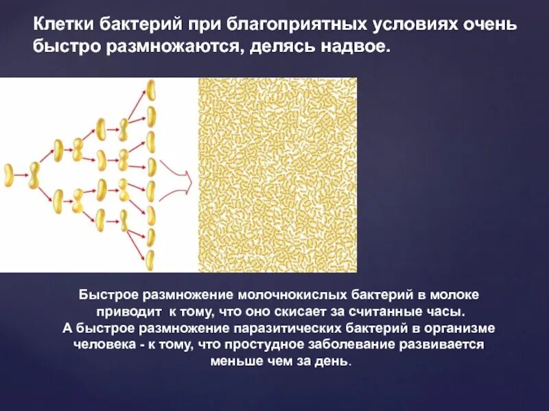 Размножение бактерий в молоке. Размножение молочнокислых бактерий. молочнокислые бактерии строение. размножение бактерий при благоприятных условиях. при благоприятных условиях бактерии размножаются.