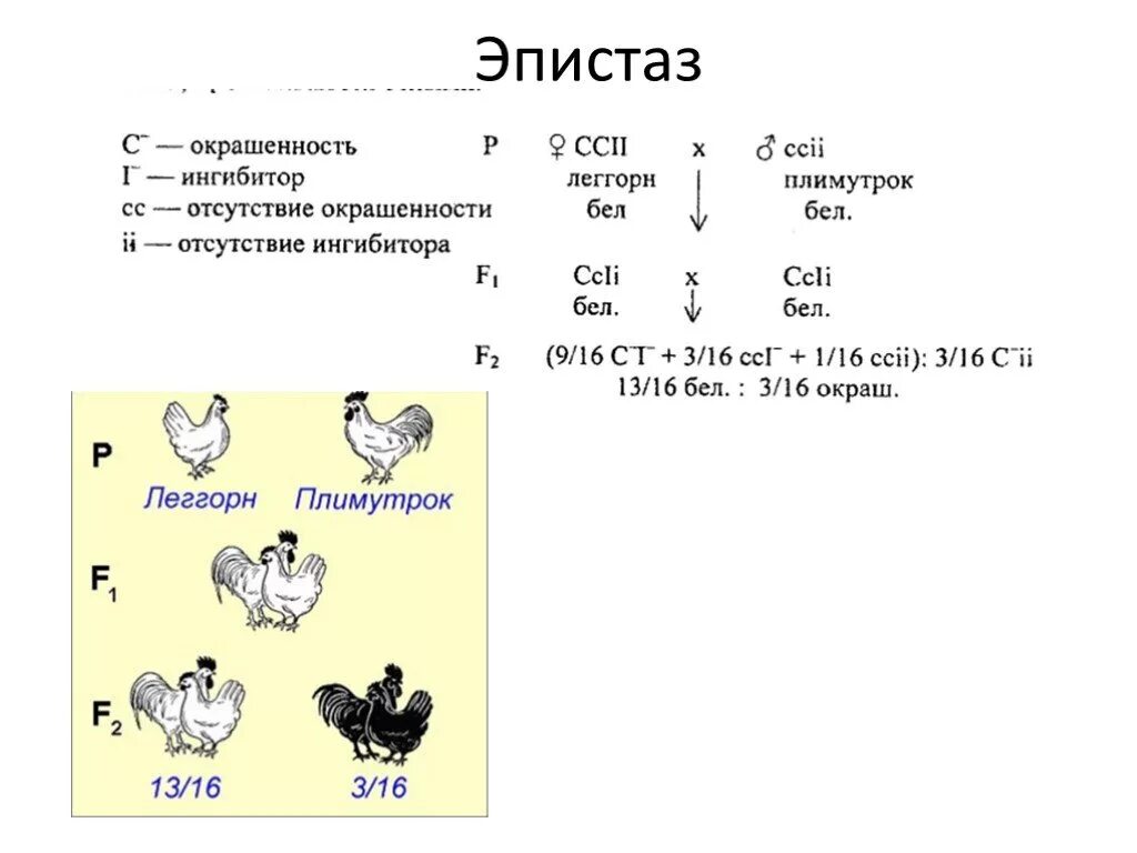 Доминантные признаки у кур. Доминантный эпистаз окраска кур. Доминантный эпистаз курицы. Окраска тыквы эпистаз. Эпистаз генетические схемы.