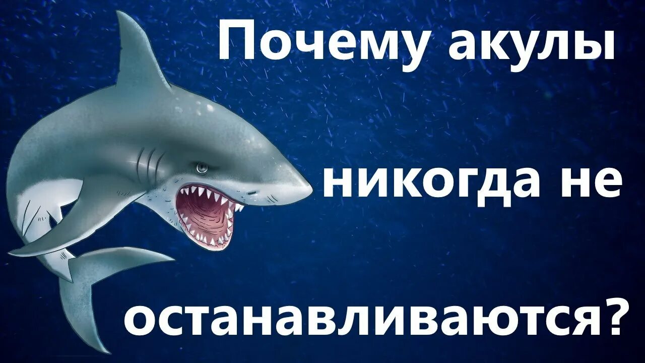 Почему акулы постоянно в движении. Интересные факты о акулах. Акулы никогда. Акулы всегда в движении. Почему акула не всегда.