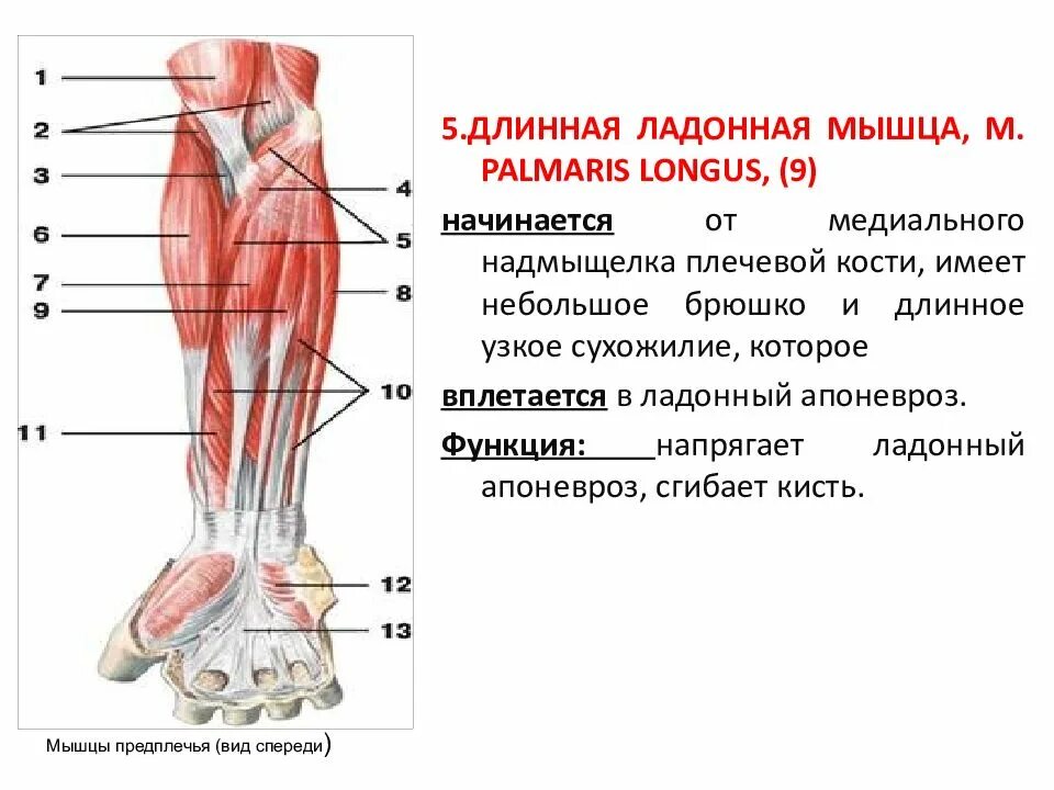 Сухожилие длинной ладонной мышцы. Длинная ладонная мышца анатомия. М. Palmaris Longus, длинная ладонная мышца,. Длинная ладонная мышца начало и прикрепление функции.