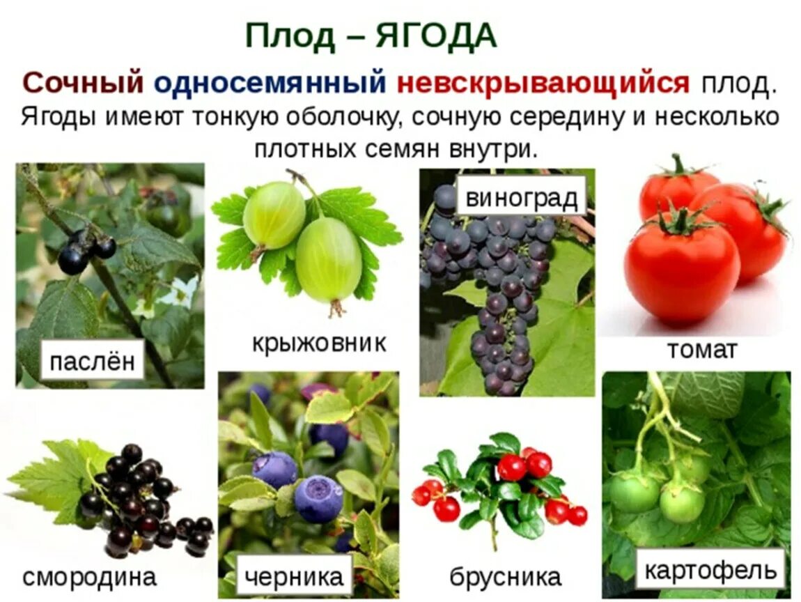 Плод ягода. Плод ягода примеры растений. Плод ягода характерен для. Односемянные ягоды. Какой из перечисленных плодов является многосеменным